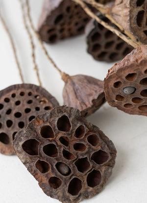 10 Piece Bundle Natural Lotus Pods on Twigs